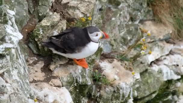 Puffin Nyugszik Magas Tengerparti Kréta Sziklák Kelet Yorkshire Egyesült Királyság — Stock videók