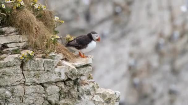 Puffin Resting High Coastal Chalk Cliffs East Yorkshire — Stock Video