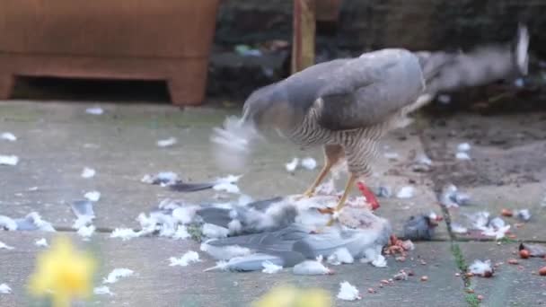 Vrouwelijke Sparrowhawk Stukken Hakken Van Wilde Duivenprooi Stadstuin — Stockvideo