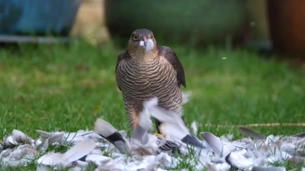Vrouwelijke Sparrowhawk Stukken Hakken Van Wilde Duivenprooi Stadstuin — Stockvideo