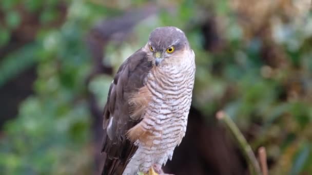 Vrouwelijke Sparrowhawk Boomstronk Zoek Naar Prooi — Stockvideo