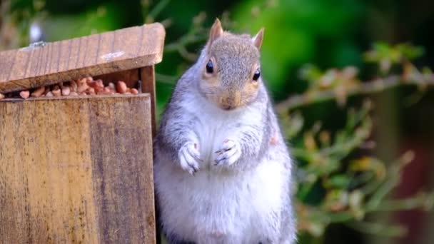 Grey Squirrel Feeding Peanuts Urban House Garden — Stock Video
