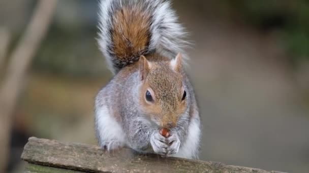 Esquilo Cinzento Alimentando Amendoins Jardim Casa Urbana — Vídeo de Stock