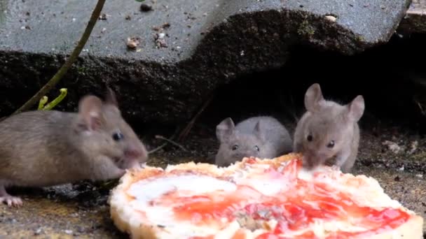 Camundongos Comendo Pedaço Torrada Descartada Com Manteiga Geléia — Vídeo de Stock