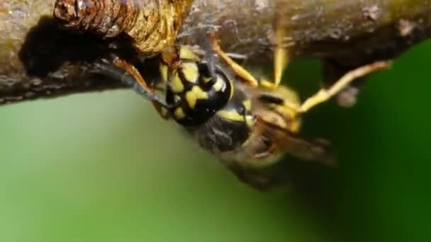 Pillangóknak Szánt Faágon Lévő Cukoroldatból Táplálkozó Kifejlett Darázs — Stock videók