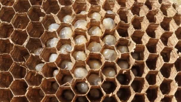 Détail Structure Hexagonale Nid Guêpes Avec Des Larves Dans Les — Video