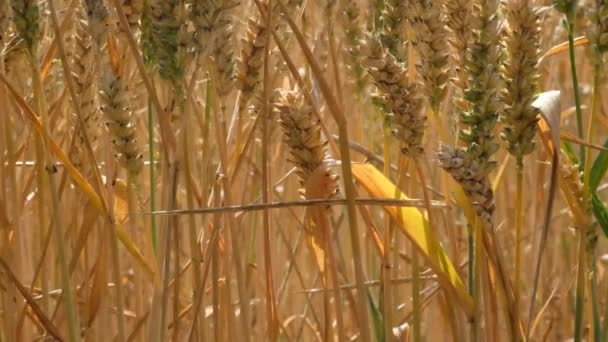 Maïs Het Veld Gerijpt Klaar Oogsten — Stockvideo