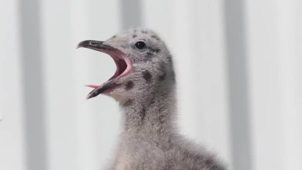 Baby Herring Gull Calling Fed — Stock Video