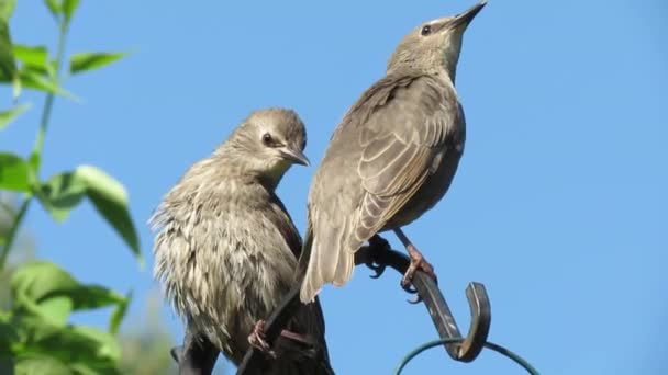 Young Starlings Urban House Garden Searching Fopr Food — Stock Video