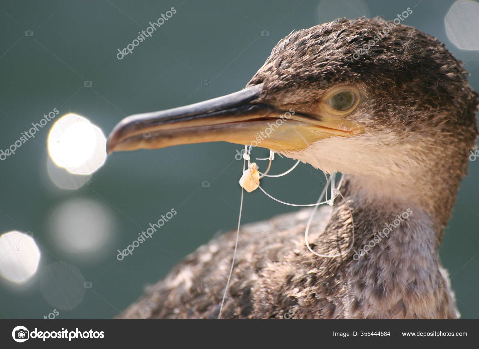 Young Cormorant Distress Tangled Fishing Line Hook Stock Photo by