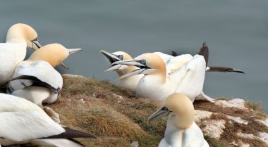 Sümsük kuşları, Sulidae familyasından, meme uçlarıyla yakından ilişkili Morus cinsinden olan deniz kuşlarıdır. 