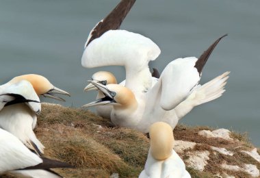 Sümsük kuşları, Sulidae familyasından, meme uçlarıyla yakından ilişkili Morus cinsinden olan deniz kuşlarıdır. 
