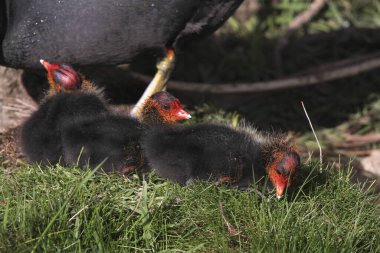 Coots, Rallidae demiryolu ailesinin bir üyesi olan küçük su kuşlarıdır. Fulica cinsini oluştururlar, Latince 'de 