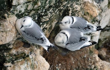 Yavru kediler martı familyasından iki yakın akraba deniz kuşu türüdür. Kara bacaklı kedi yavrusu ve kırmızı bacaklı kedi yavrusu..