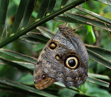 Baykuş kelebekleri, Caligo cinsi, baykuşların gözlerine benzeyen büyük göz kapaklarıyla tanınır. Meksika, Orta ve Güney Amerika 'nın yağmur ormanlarında ve ikincil ormanlarında bulunurlar..