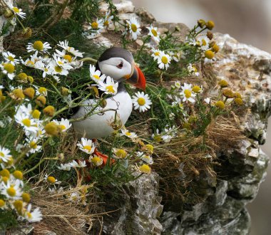 Puffins are any of three small species of alcids in the bird genus Fratercula with a brightly coloured beak during the breeding season. clipart