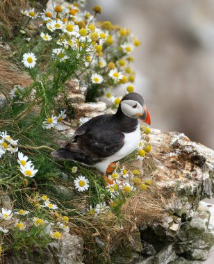 Puffins herhangi bir parlak renkli gagası ile kuş cins Fratercula alcids üç küçük türlerin çiftleşme sırasında vardır.