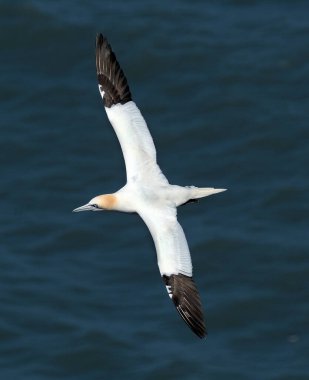 Sümsük kuşları, Sulidae familyasından Morus cinsinden, meme uçlarıyla yakından ilişkili deniz kuşlarıdır.. 