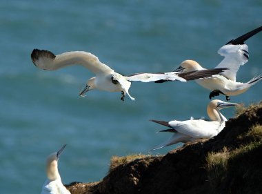Sümsük kuşları, Sulidae familyasından Morus cinsinden, meme uçlarıyla yakından ilişkili deniz kuşlarıdır.. 