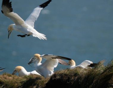 Sümsük kuşları, Sulidae familyasından Morus cinsinden, meme uçlarıyla yakından ilişkili deniz kuşlarıdır.. 