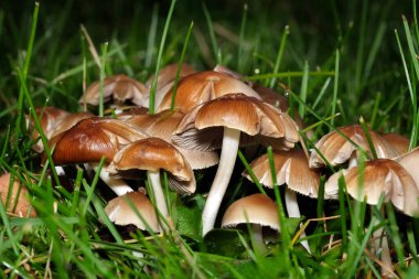 Şehir evindeki küçük zehirli mantar yığını çimenleri kesti..