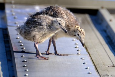 Çatıdaki genç martılar bir uçurumun yerine yumurtadan çıktılar..