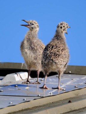Çatıdaki genç martılar bir uçurumun yerine yumurtadan çıktılar..