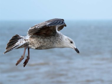Genç martı Yorkshire 'ın doğu kıyısında denizin üzerinde uçuyor. İngiltere.