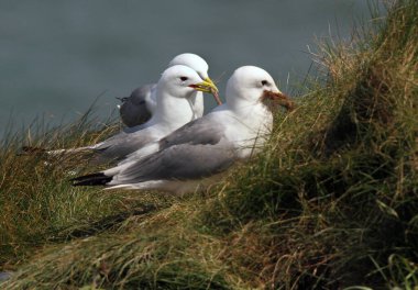 Kara Kafalı martılar rüzgarla karşı karşıya ve kışın tüyleri Yorkshire 'ın doğu kıyısında.