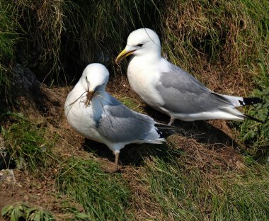 Bir çift Kittiwake, doğu Yorkshire sahilinde yuva yapmaya hazırlanıyor..