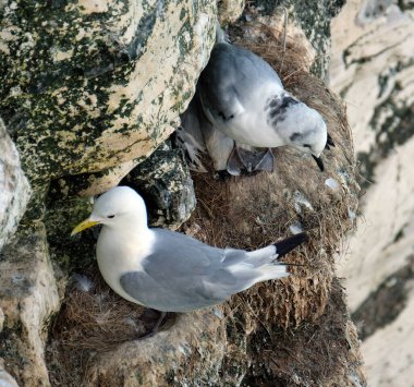 Doğu Yorkshire 'ın yüksek tebeşirli yamaçlarında yavruları olan kittiwake. İngiltere.
