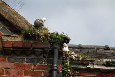 Şehir merkezindeki oluklarda yuva yapan martılar pislik, dışkı ve gürültüden kaynaklanan pislikler. Halk sağlığı sorusu.