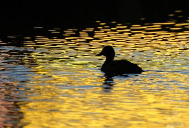 Dişi ördek tatlı su gölünde yüzüyor. İngiltere.