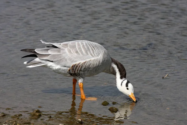 The bar-headed goose is a goose that breeds in Central Asia in colonies of thousands near mountain lakes and winters in South Asia, as far south as peninsular India.  This has visited the UK and is wild.