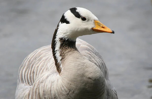 The bar-headed goose is a goose that breeds in Central Asia in colonies of thousands near mountain lakes and winters in South Asia, as far south as peninsular India.  This has visited the UK and is wild.