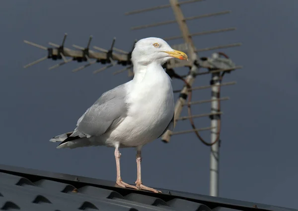 Europese Haringmeeuw Een Grote Meeuw Tot Lang Een Van Bekendste — Stockfoto