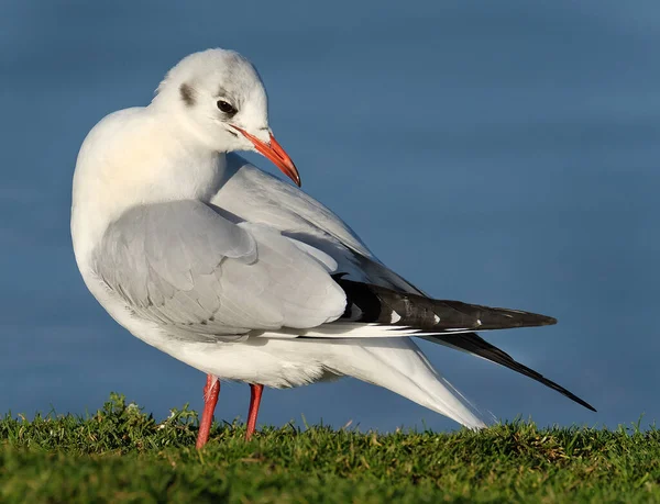 Die Schwarzkopfmöwe Ist Eine Kleine Möwe Die Großen Teilen Der — Stockfoto