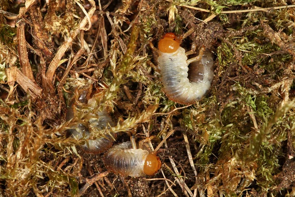 欧州チャファー甲虫は侵入性昆虫害虫である 幼虫は草の根に餌を与え 芝生に深刻な被害を与えます 成虫類の甲虫は褐色か褐色で 長さは約1 5Cmである — ストック写真