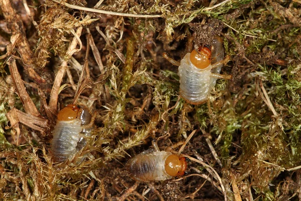 欧州チャファー甲虫は侵入性昆虫害虫である 幼虫は草の根に餌を与え 芝生に深刻な被害を与えます 成虫類の甲虫は褐色か褐色で 長さは約1 5Cmである — ストック写真