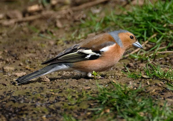 常见的小雀鸟 通常简称为小雀鸟 Chaffinch 是雀鸟科的一种常见且广泛分布的小雀鸟 这是只雄鸟 — 图库照片