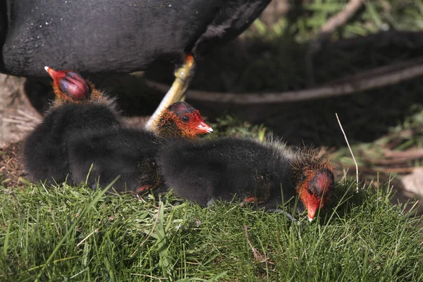Los Coots Son Aves Acuáticas Bastante Pequeñas Que Son Miembros —  Fotos de Stock