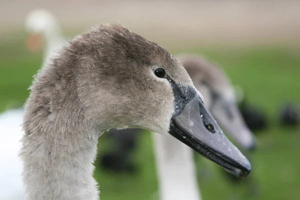 Joven Cisne Mudo Retrato Cabeza Cisne Mudo Una Especie Cisne —  Fotos de Stock