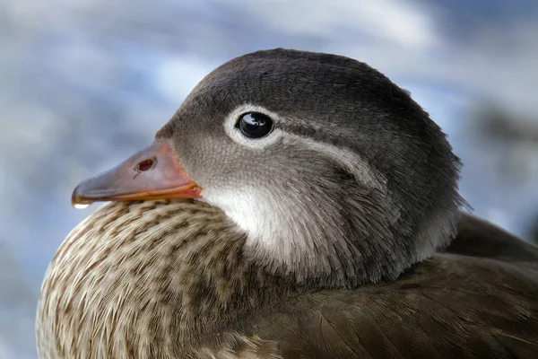 Pato Mandarina Uma Espécie Pato Que Pérgula Nativa Paleártico Oriental — Fotografia de Stock