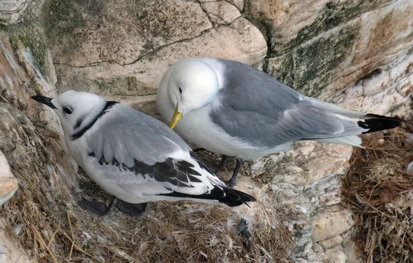 Los Kittiwakes Son Dos Especies Aves Marinas Estrechamente Relacionadas Familia —  Fotos de Stock