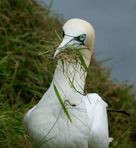 Gannets São Aves Marinhas Que Compõem Gênero Morus Intimamente Relacionadas — Fotografia de Stock