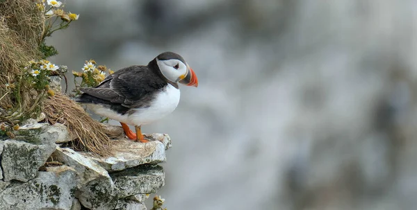 Papegaaiduikers Zijn Van Drie Kleine Soorten Het Geslacht Van Vogel — Stockfoto