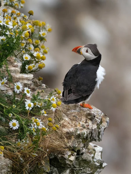 Papegaaiduikers Zijn Van Drie Kleine Soorten Het Geslacht Van Vogel — Stockfoto