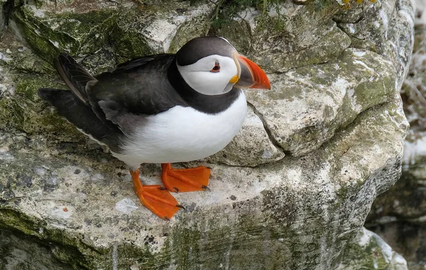 Papegaaiduikers Zijn Van Drie Kleine Soorten Het Geslacht Van Vogel — Stockfoto