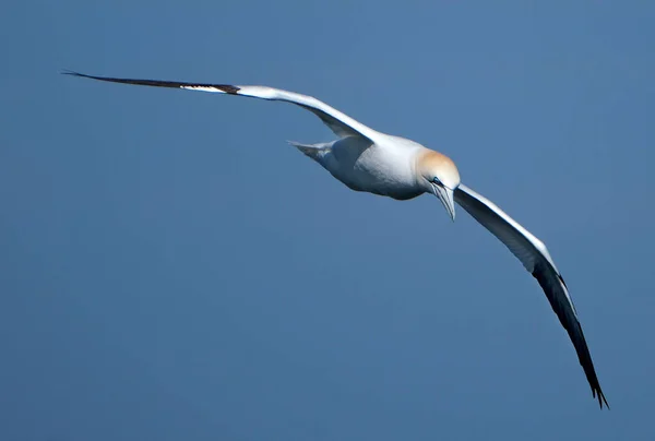 Gannets Gannets Zijn Zeevogels Uit Familie Sulidae — Stockfoto