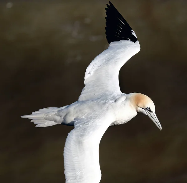 Gannet Морські Птахи Включають Рід Morus Родині Sulidae Тісно Пов — стокове фото